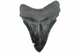 Fossil Megalodon Tooth - South Carolina #226528-1